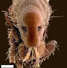 الحشرات كما لم تشاهدونها من قبل صور مدهشة لحشرات م كبرة مليون مرة صـــور Scanning Electron Microscope Microscope Pictures Pictures Of Insects