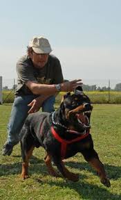 The current median price for all rottweilers sold is $1,425.00. 12 Rottweiler Puppies For Sale Ideas Rottweiler Dog Rottweiler Puppies Puppies
