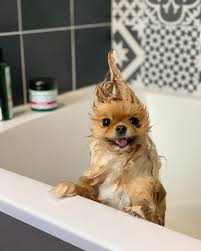 Qbleeb Supplies Store Cute Animals Cute Dogs Cute Baby Animals