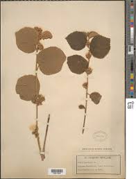 Image result for Aneilema dregeanum