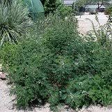 Image result for Acacia angustissima