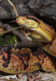 Calphotos Lachesis Stenophrys Central American Bushmaster Poisonous Snakes Reptile Snakes Bushmaster