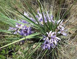 Image result for Xerophyta