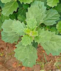 Image result for Pedalium