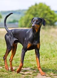 Black And Tan Doberman Puppies A Doberman With Uncropped Ears Or Tail Just The Way It Should Be Beautiful Doberman Pinscher Doberman Pinscher Natural Ears Doberman Dogs