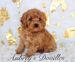 Plus, they often need professional grooming on a regular schedule. Cavapoo S Cavalier S Paws Wags Puppy Kisses