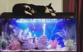 What is the proper way to clean a fish tank? How To Keep Fish When You Have Cats