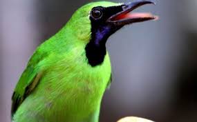 Selain suara aslinya, cucak jenggot juga dapat dimaster dengan berbagai jenis suara kicauan burung lainnya. 4 Jenis Burung Cucak Ijo Yang Paling Bagus Di Indonesia Pinhome