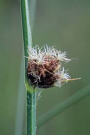 Image result for Schoenoplectus sp.no.3