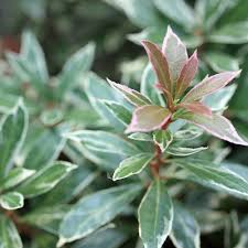 Pieris japonica little heath wordt in het nederlands rotsheide genoemd. Schattenglockchen Little Heath Pieris Japonica Little Heath Diese Schattenglockchen Sorte Hat Dunkelgrune Blatter Mit Weissem Unregelmassigem Rand Native Plants