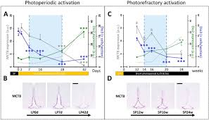 1,300 hamster picture products are offered for sale by suppliers on alibaba.com. Downregulation Of Deiodinase 3 Is The Earliest Event In Photoperiodic And Photorefractory Activation Of The Gonadotropic Axis In Seasonal Hamsters Scientific Reports