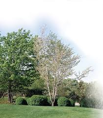 Image result for Amelanchier laevis