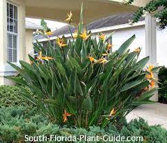 Orange Bird Of Paradise