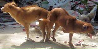 Vets India Dog Copulatory Tie Problem Dog Knot Stuck Or Copulatory Tie Problem In Dog Compiled Shared By Dr Rajesh Kumar Singh Jamshedpur A Dog Knot Stuck