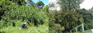 Image result for Phragmites karka