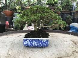 Please ask care questions prior to buying, if you are unsure. Price Of Bonsai In The Philippines By Mommy Blogger Pehpot