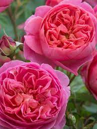 Boscobel Rose Potted Menagerie Farm Flower David Austin Roses Austin Rose David Austin