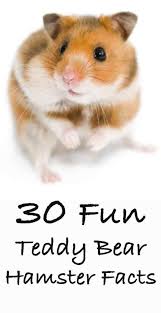 Even domesticated hamsters will hoard, despite the fact that they don't need to. Teddy Bear Hamster Facts 40 Fun Facts About Syrian Hamsters Bear Hamster Syrian Hamster Hamster