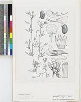 Image result for Anthospermum whyteanum