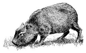 Tití león dorado, tití, capibara, el armadillo, el jaguar, iguana, lagarto. Carpincho Antiguas Ilustraciones De Animales Vectores En Stock Freeimages Com