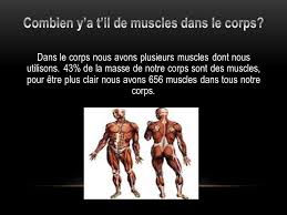 Check spelling or type a new query. Les Muscles De Aidan Et Adrien Ppt Telecharger
