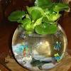 Plantas acuáticas como ser el taro, la lechuga de agua, el jacinto de agua, la hierba de pato o cualquier especie de. 3