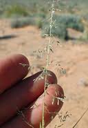 Image result for Axonopus flexuosus