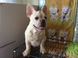 We are a small hobby/ show breeder and pride ourselves on producing the best french bulldogs in the world. View Ad French Bulldog Puppy For Sale Near California Los Angeles Usa Adn 57518