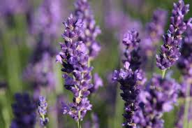 Ebenfalls, wann und wie schneidet man lavendel? Wann Schneidet Man Eigentlich Lavendel Der Beste Zeitpunkt Ist