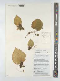 Image result for Cincinnobotrys