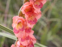 Image result for Gladiolus crassifolius