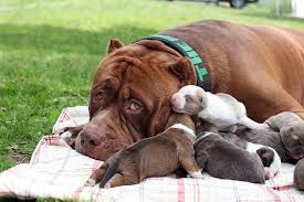 Dunyanin En Buyuk Pitbull Hulk Ve 8 Yavrusuna 500 000 Dolar Deger Bictiler The World S Largest Pitbull Hulk And They Reap 500 000 Worth 8 Pitbull Hulk
