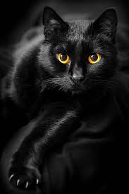 Beautiful Black Cat With Brown Eyes Hauspanther Black Cat Crazy Cats Cats