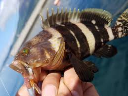 写真から探せる魚図鑑