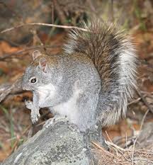 Where they live and what they eat. File Squirrel Arizona Grey Sciurus Arizonensis 5 13 2016 Ramsey Canyon Cochise Canyon Az 02 26516887774 Jpg Wikimedia Commons