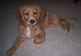 The english cocker spaniel temperament is truly delightful as this little pup is eager to learn and please. Golden Retriever Mix Mischling Goldenr De