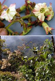 Image result for Turbina longiflora