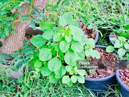 Image result for Acalypha indica