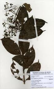 Image result for Gaertnera paniculata