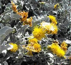 Image result for Centaurea ragusina