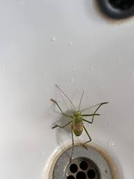 Image result for Savannosiphon euryphyllus