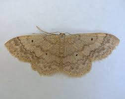 Image result for Idaea biselata