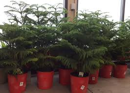 Remove lower branches that have died—a common issue with indoor specimens. Gardening Tree Species That Dates To The Dinosaurs Can Clean The Air In Your Home Today Daily News