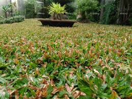 Selain itu rumput gajah mini memiliki bentuk daun yang kecil sehingga anda tidak akan kerepotan dan tidak memakan waktu. Cara Merawat Rumput Jepang Dan Menanamnya Dengan Mudah