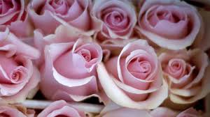 Check spelling or type a new query. 6 Tips For Buying Better Valentine S Flowers Barron S