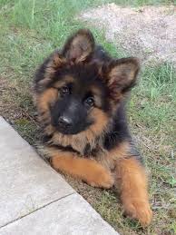 In partnership with white german shepherd rescue phoenix, arizona homes for life German Shepherds For Sale In New Jersey Regis Regal