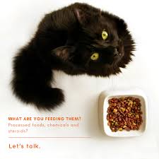 Home Cooked Pet Meals It S Easy Healthy Cat Food Homemade Cat Food Cat Food Brands