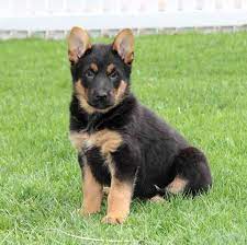 Choosing a puppy is a huge commitment. German Shepherd Puppies For Sale In Nj Craigslist Petsidi