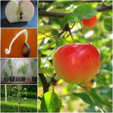 How To Grow Apple Trees From Seed Apple Tree From Seed Growing Fruit Growing Tree