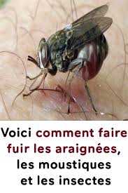 Voici Comment Faire Fuir Les Araignees Les Moustiques Et Les Insectes Insects